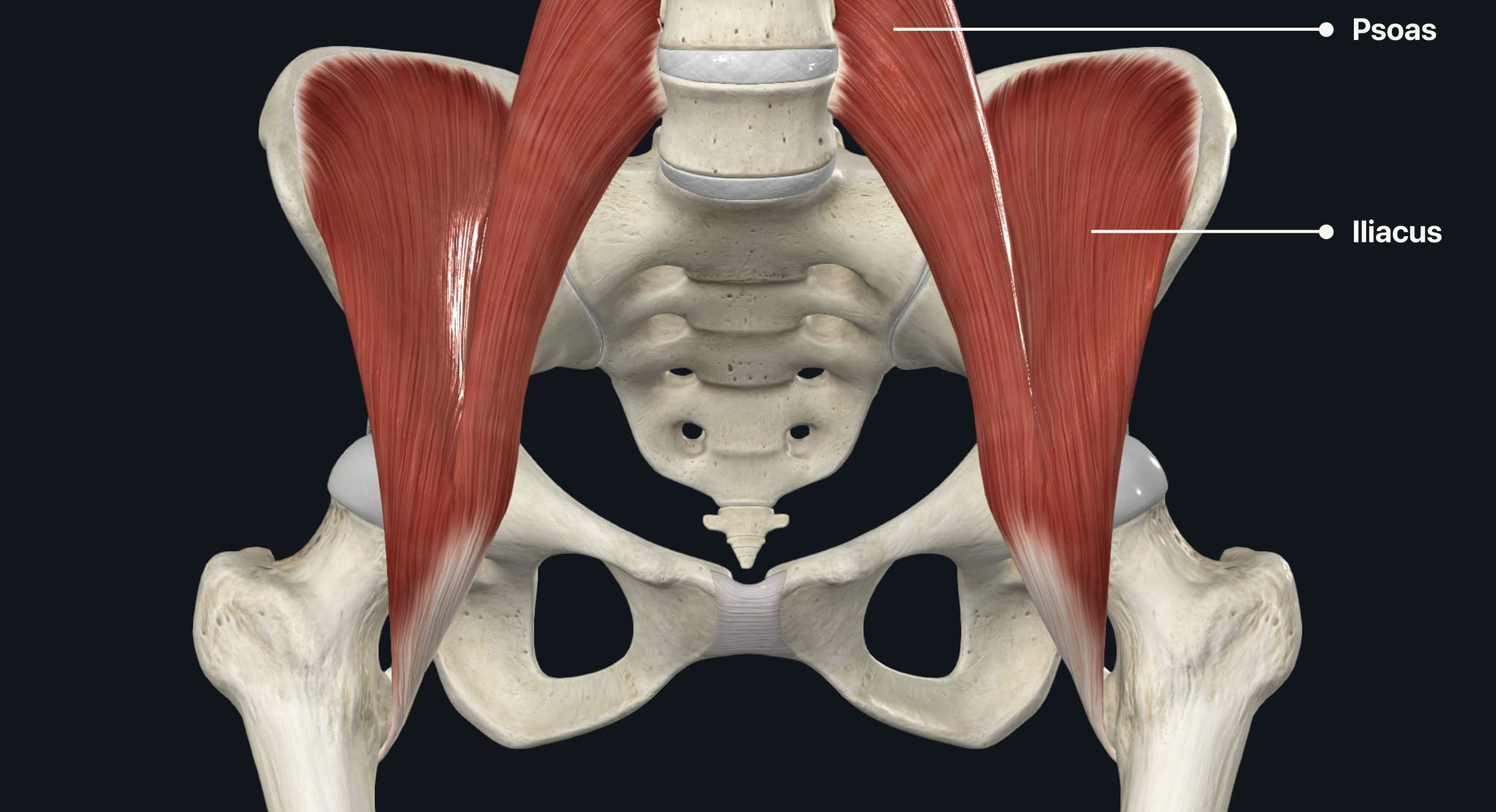 psoas and iliacus muscles